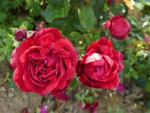 ONE IN A MILLION (floribunda)
